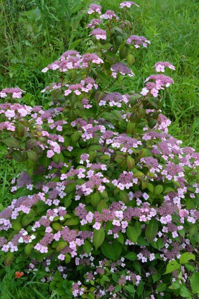 Hortensie, Japanische Tee- (Pflanze)